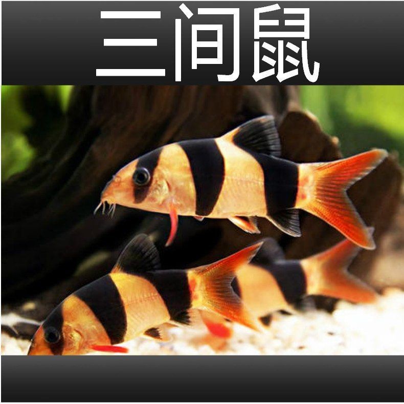 皇冠三間魚的壽命
