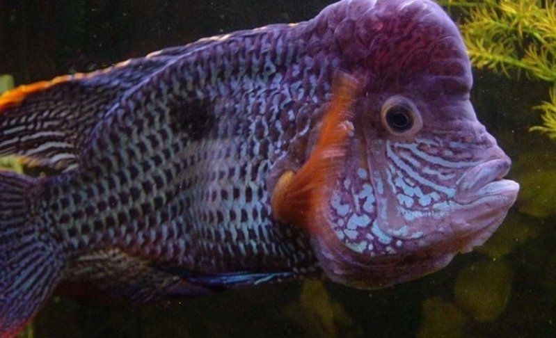 皇冠三間魚的壽命