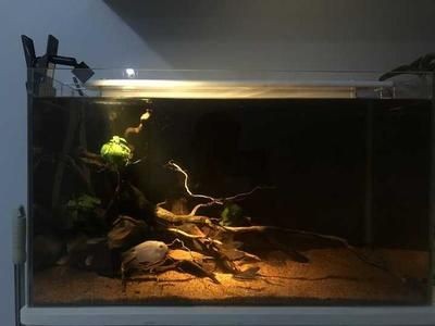 欖仁葉魚缸用量多少：如何判斷欖仁葉使用過量 欖仁葉魚缸用量多少：如何判斷欖仁葉使用過量 魚缸百科 第1張