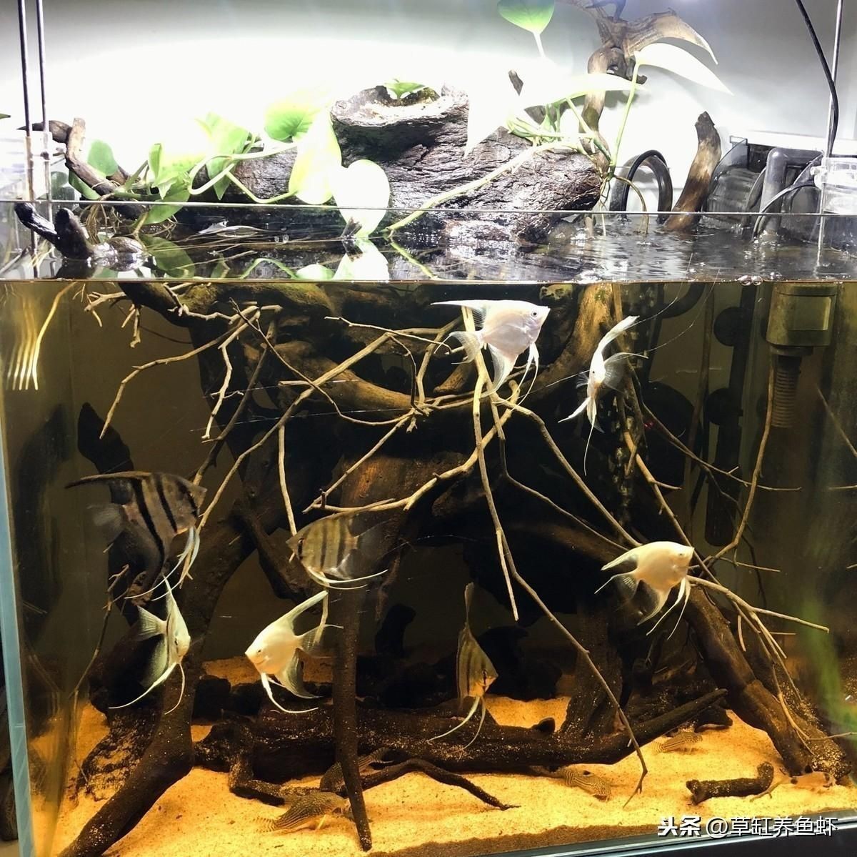 欖仁葉魚缸用量多少：如何判斷欖仁葉使用過量 欖仁葉魚缸用量多少：如何判斷欖仁葉使用過量 魚缸百科 第4張