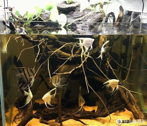 欖仁葉魚缸用量多少：如何判斷欖仁葉使用過量 欖仁葉魚缸用量多少：如何判斷欖仁葉使用過量 魚缸百科 第2張
