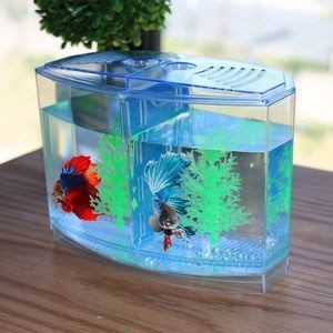 欖仁葉魚缸用量多少：如何判斷欖仁葉使用過量 欖仁葉魚缸用量多少：如何判斷欖仁葉使用過量 魚缸百科 第3張