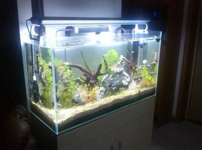 欖仁葉魚缸用量多少：如何判斷欖仁葉使用過量 欖仁葉魚缸用量多少：如何判斷欖仁葉使用過量 魚缸百科 第5張