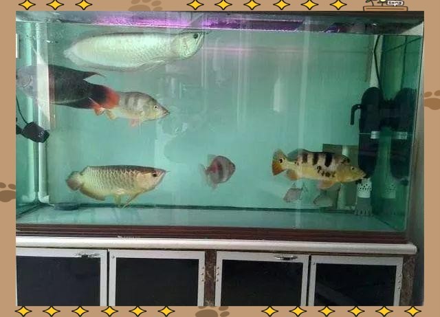 紅龍混養(yǎng)需要多大的魚(yú)缸？ 紅龍混養(yǎng)需要多大的魚(yú)缸？ 2025長(zhǎng)城杯龍魚(yú)大賽 第2張