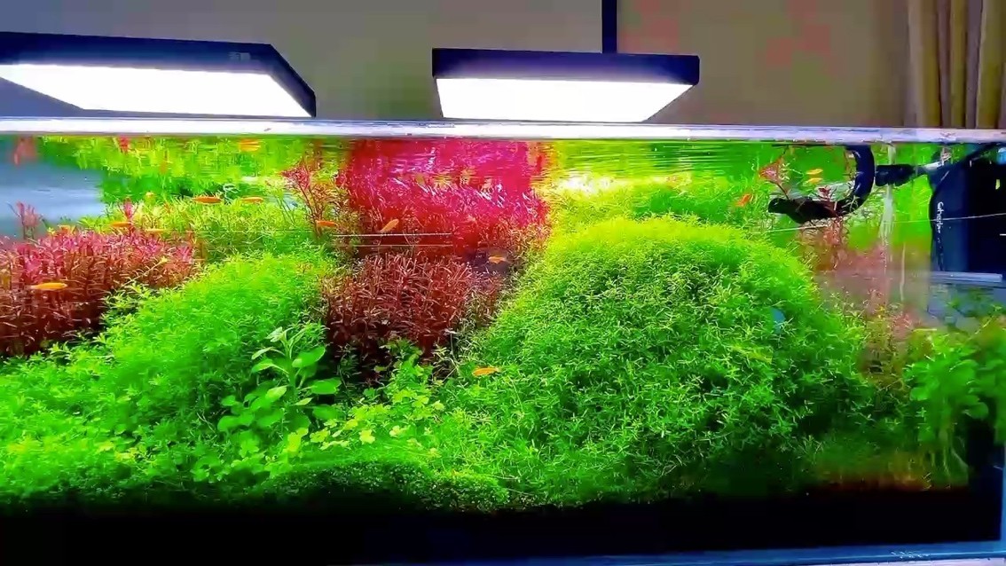 銀龍魚全身發紅怎么回事（銀龍魚全身發紅怎么回事啊）