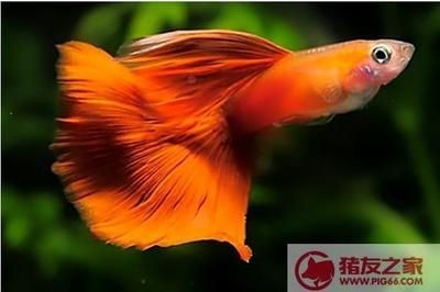 清道夫和鳳尾魚混養(yǎng)的利弊分析：鳳尾魚與清道夫混養(yǎng)的利弊分析