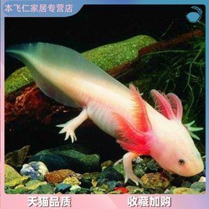 清道夫和鳳尾魚混養(yǎng)的利弊分析：鳳尾魚與清道夫混養(yǎng)的利弊分析