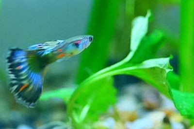 清道夫和鳳尾魚混養(yǎng)的利弊分析：鳳尾魚與清道夫混養(yǎng)的利弊分析