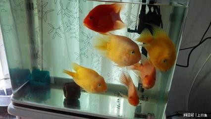 鷹手營子礦區(qū)海超觀賞魚鳥店