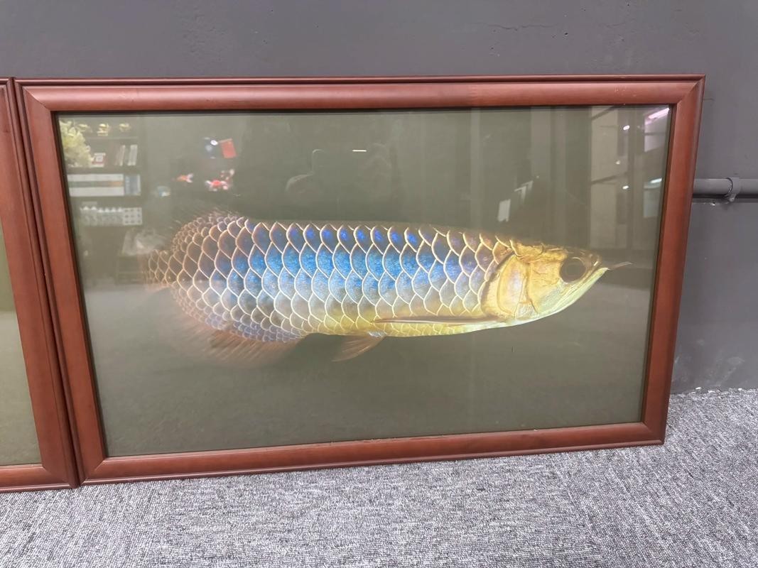 馬來西亞龍魚和印尼龍魚區別圖片大全 馬來西亞龍魚和印尼龍魚區別圖片大全 龍魚百科 第24張
