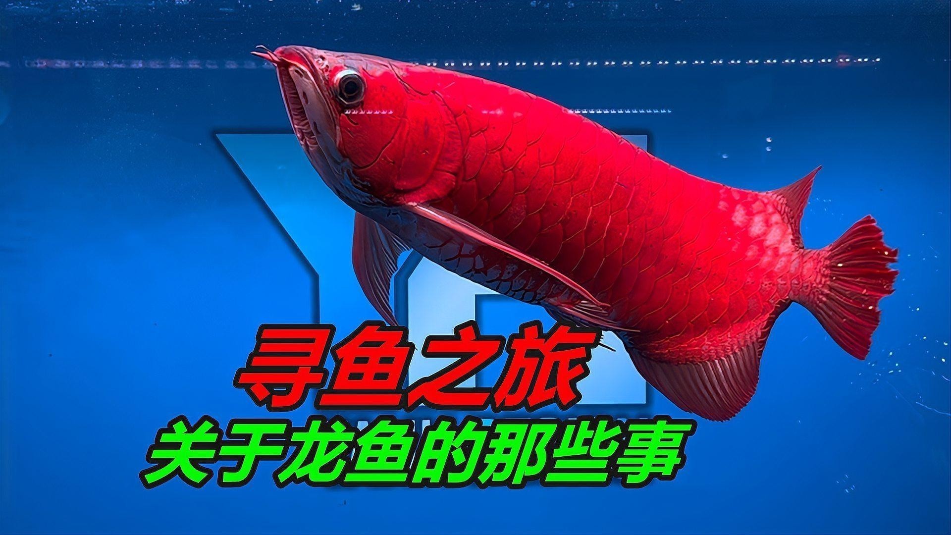 馬來西亞龍魚和印尼龍魚區別圖片大全 馬來西亞龍魚和印尼龍魚區別圖片大全 龍魚百科 第25張