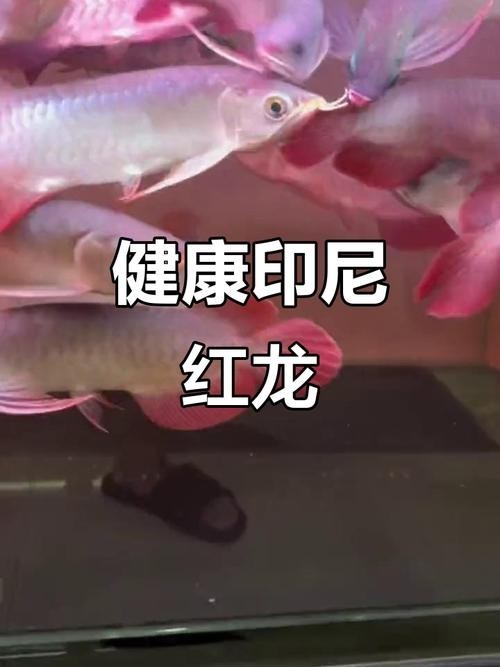 馬來西亞龍魚和印尼龍魚區別圖片大全 馬來西亞龍魚和印尼龍魚區別圖片大全 龍魚百科 第20張