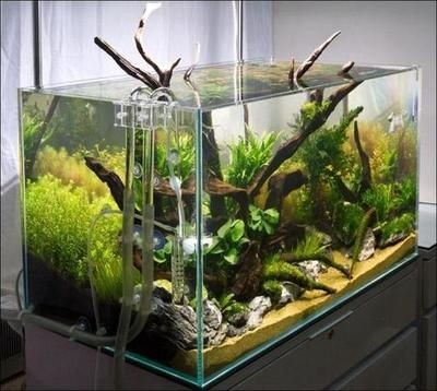 浮法玻璃和亞克力魚缸哪個(gè)更好取決于您的需求和偏好：亞克力魚缸和浮法玻璃哪個(gè)更好