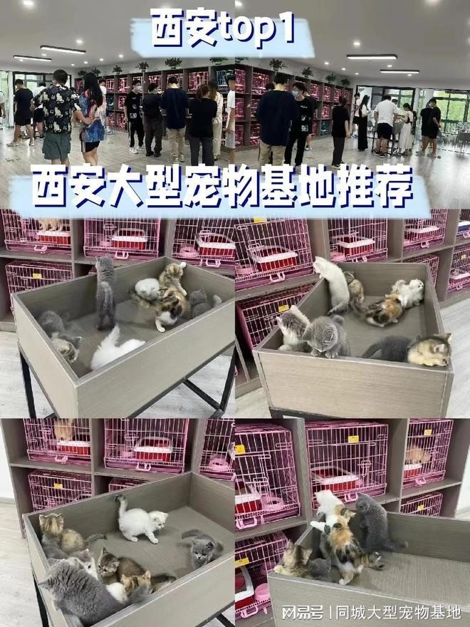 寵物市場有哪些知名的犬場貓舍？ 寵物市場有哪些知名的犬場貓舍？ 2025長城杯龍魚大賽 第6張