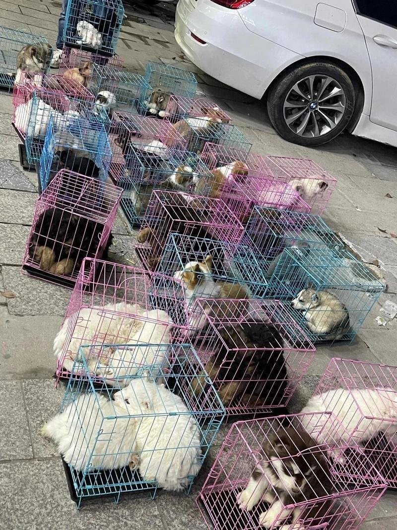 寵物市場有哪些知名的犬場貓舍？ 寵物市場有哪些知名的犬場貓舍？ 2025長城杯龍魚大賽 第8張
