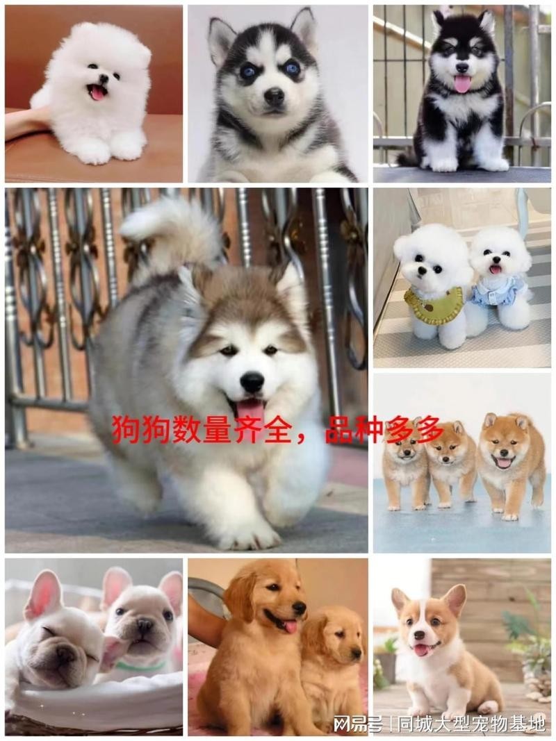 寵物市場有哪些知名的犬場貓舍？ 寵物市場有哪些知名的犬場貓舍？ 2025長城杯龍魚大賽 第5張