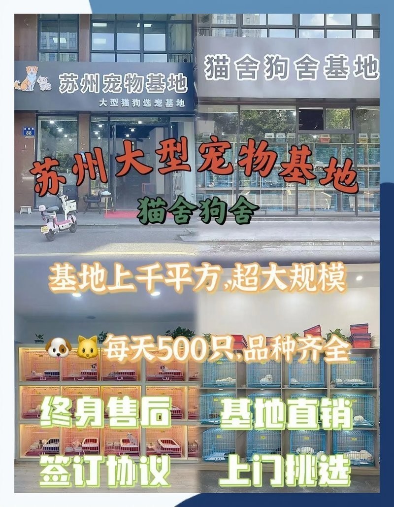 寵物市場有哪些知名的犬場貓舍？ 寵物市場有哪些知名的犬場貓舍？ 2025長城杯龍魚大賽 第9張