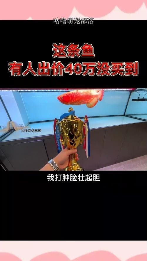 冠軍血統金龍魚多少錢
