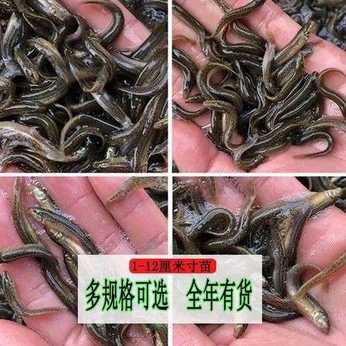 哪些食物可以幫助龍魚恢復體力？