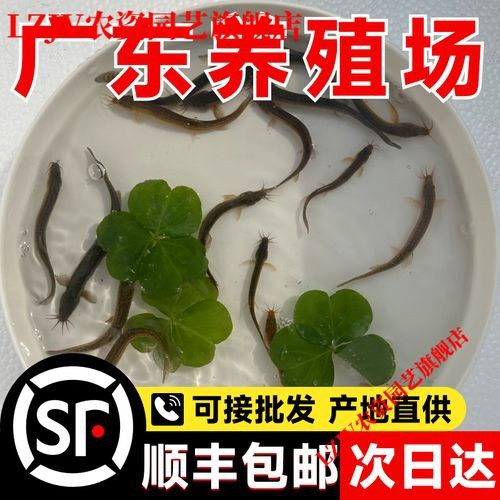 哪些食物可以幫助龍魚恢復體力？