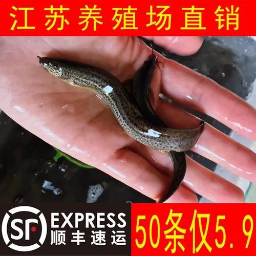 哪些食物可以幫助龍魚恢復體力？