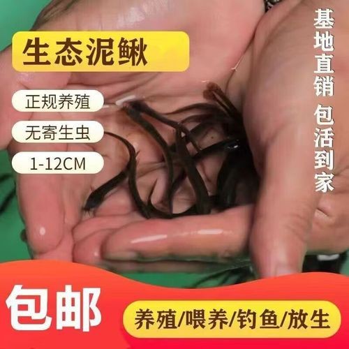 哪些食物可以幫助龍魚恢復體力？