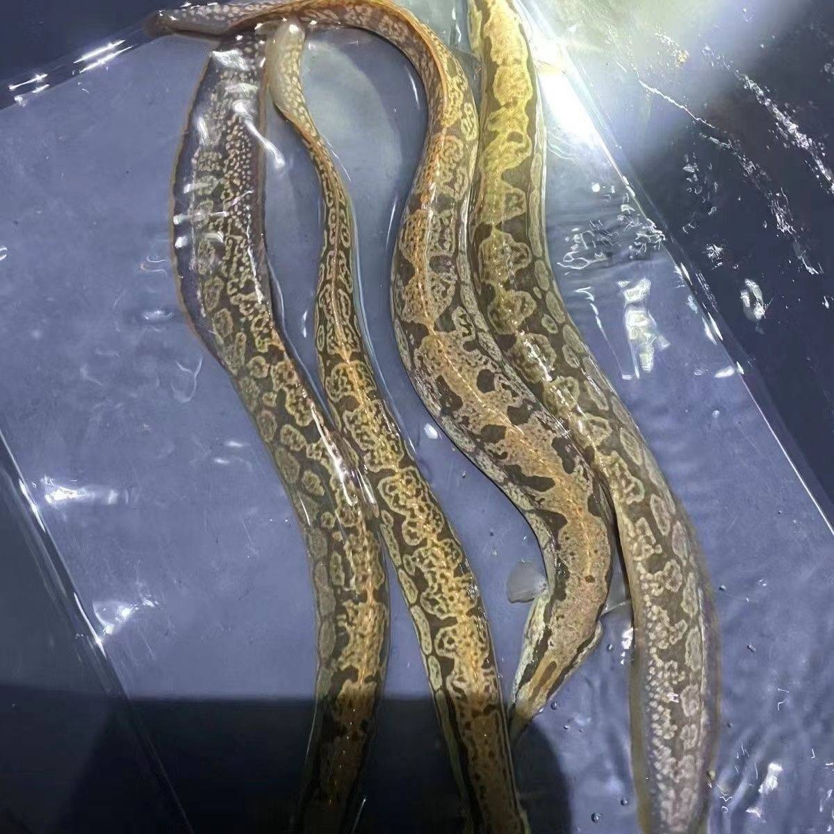 山區溪流魚