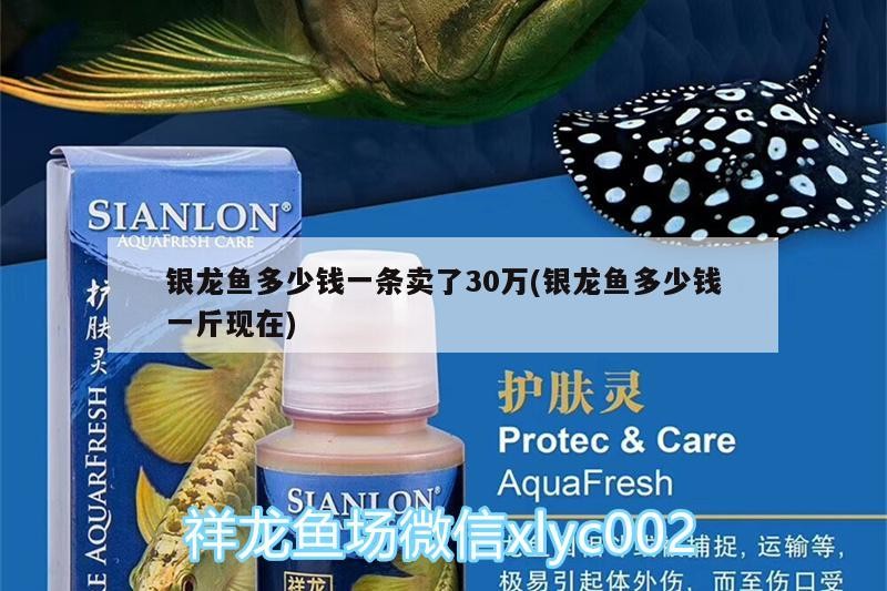 銀龍魚多少錢一條賣了30萬(銀龍魚多少錢一斤現在)