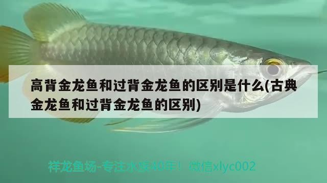 銀龍魚價格，銀龍魚的價格最貴是多少呢