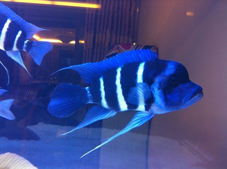 薩伊藍(lán)魚缸視頻：薩伊藍(lán)魚混養(yǎng)成功案例 薩伊藍(lán)魚缸視頻：薩伊藍(lán)魚混養(yǎng)成功案例 魚缸百科 第5張