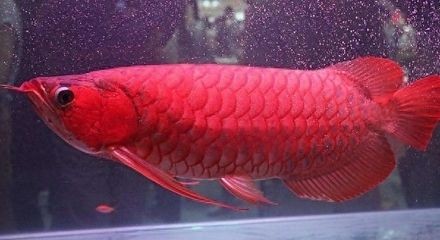 龍魚(yú)輕微兜嘴如何調(diào)理