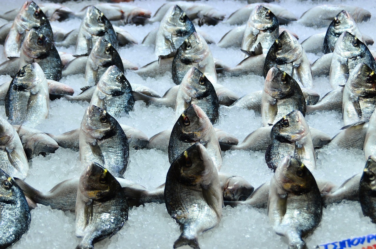 銀龍魚與什么魚混養好（銀龍魚與什么魚混養好吃）