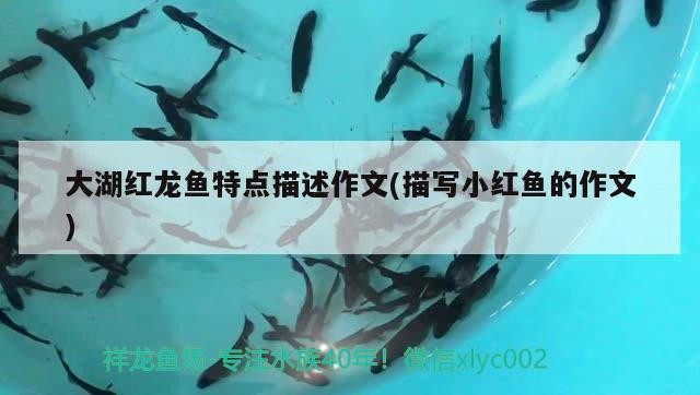 福州市倉山區樂其中水族店(福州市倉山區樂其中水族店地址) 全國水族館企業名錄 第2張 福州市倉山區樂其中水族店(福州市倉山區樂其中水族店地址) 福州市倉山區樂其中水族店(福州市倉山區樂其中水族店地址) 全國水族館企業名錄 第2張
