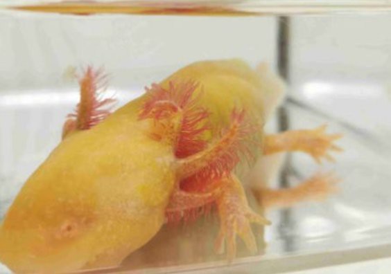 龍魚死亡后應該如何處理