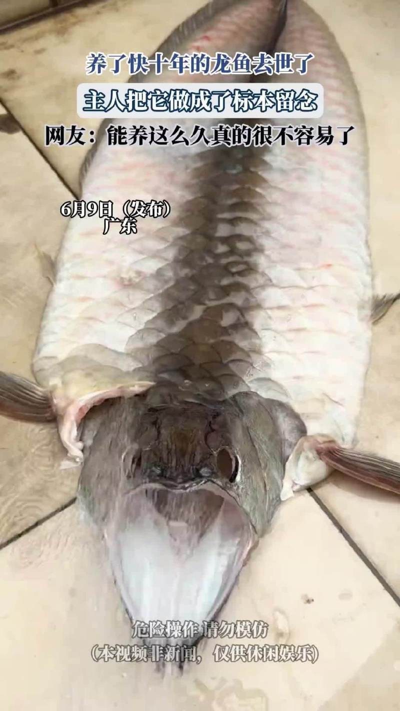 龍魚死亡后應該如何處理
