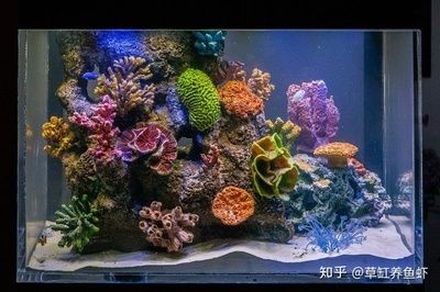 海水魚缸和淡水魚缸的區別是什么（海水魚缸與淡水魚缸的養護秘籍）