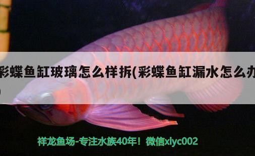 銀龍魚和什么魚能一起養呢視頻（銀龍和什么魚可以一起養）