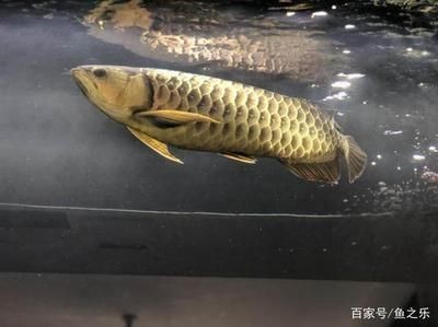 龍魚一直停在水面不動了