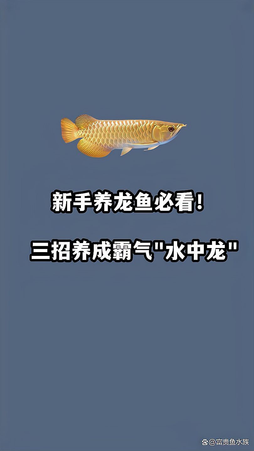 龍魚養殖有哪些禁忌？