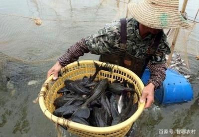 水族主題相關批發：水族批發市場有哪些？