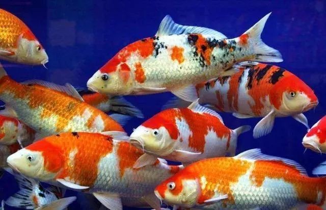 觀賞魚(yú)的壽命 觀賞魚(yú)的壽命 龍魚(yú)論壇 第11張