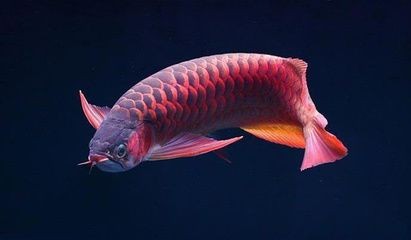 龍魚最愛吃什么：龍魚最愛吃什么食物