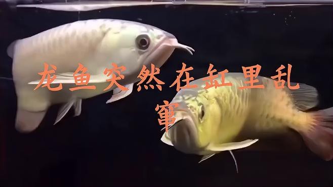 能再詳細說說龍魚的行為異常表現嗎？