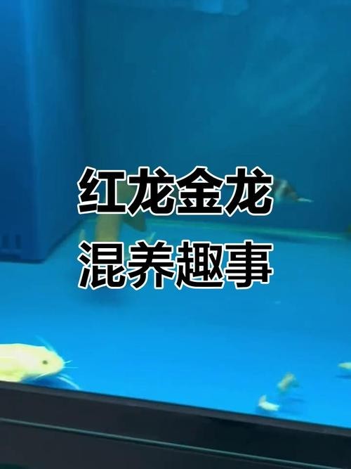 紅龍配什么魚高端