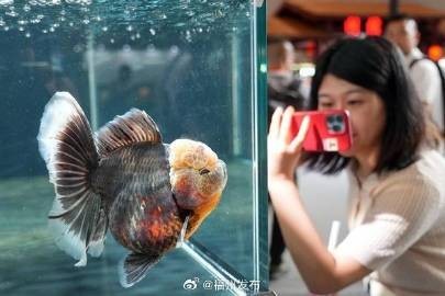 福州金魚大賽的詳細賽程