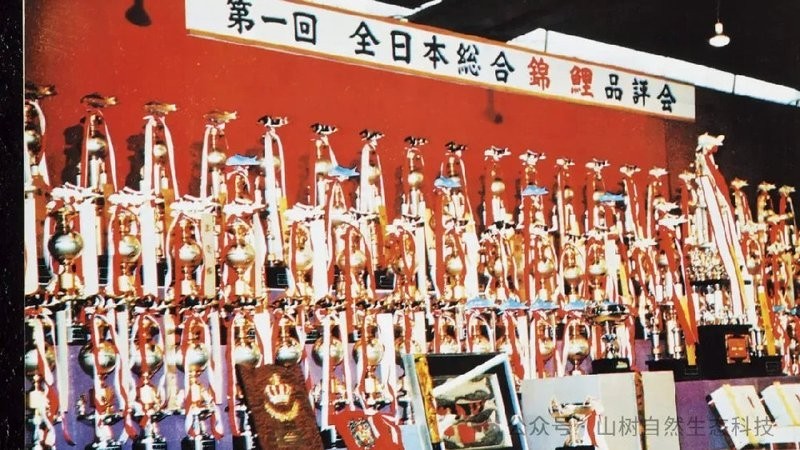 “神龍”錦鯉的具體特征是什么？