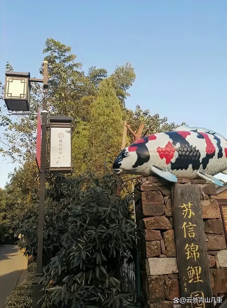 “神龍”錦鯉的具體特征是什么？