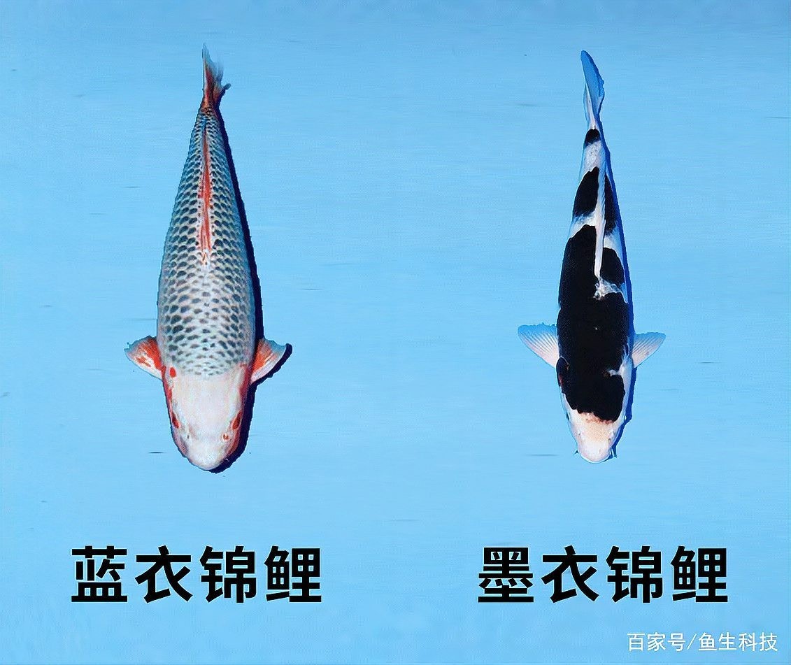 “神龍”錦鯉的具體特征是什么？