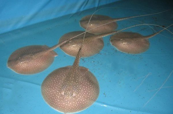 淡水魟魚的種類