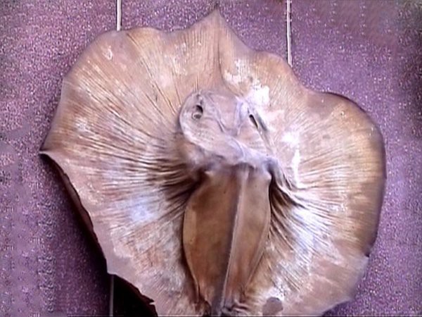淡水魟魚的種類